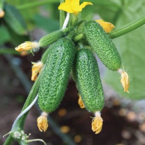 Die effektivsten Rezepte für die Fütterung von Gurken während der Fruchtbildung