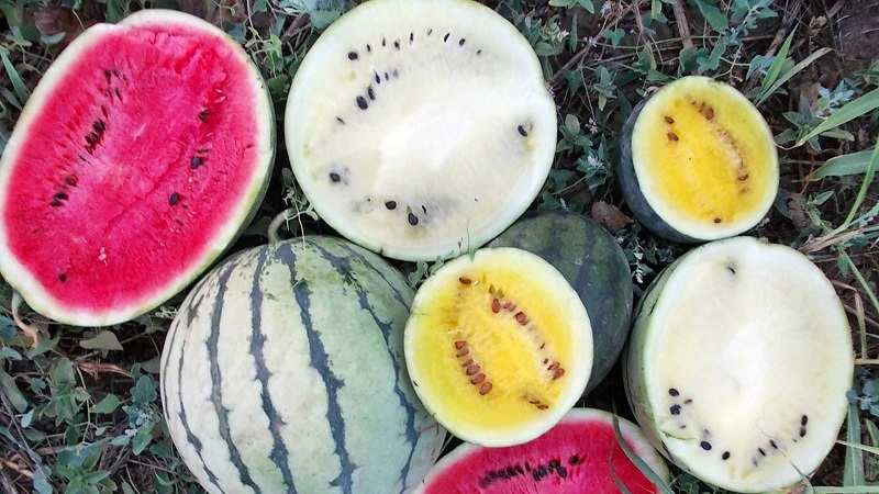 Die köstlichsten Sorten von Wassermelonen: Beschreibung und Eigenschaften