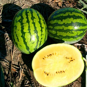 Die köstlichsten Sorten von Wassermelonen: Beschreibung und Eigenschaften