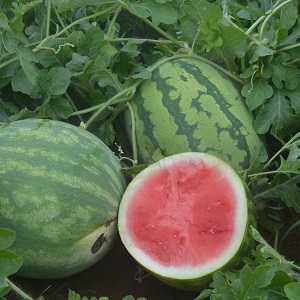 Die köstlichsten Sorten von Wassermelonen: Beschreibung und Eigenschaften