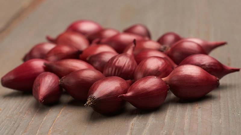 Eine früh reifende Sorte tiefroter Zwiebeln - Red Baron