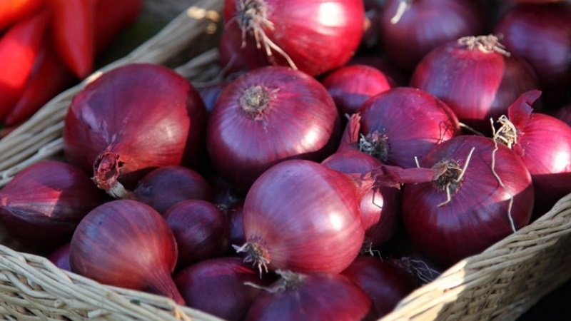 Eine früh reifende Sorte tiefroter Zwiebeln - Red Baron