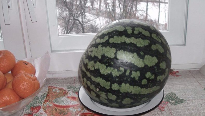 Wir bewahren die Wassermelone bis zum Neujahr zu Hause auf