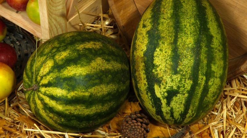 Wir bewahren die Wassermelone bis zum Neujahr zu Hause auf