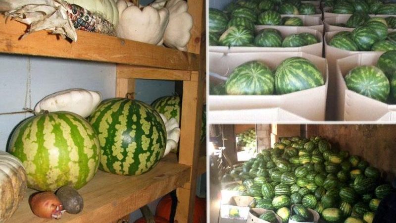 Wir bewahren die Wassermelone bis zum Neujahr zu Hause auf