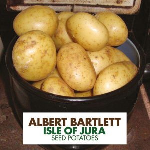 Isle of Jura mittelfrühe Tafelkartoffelsorte