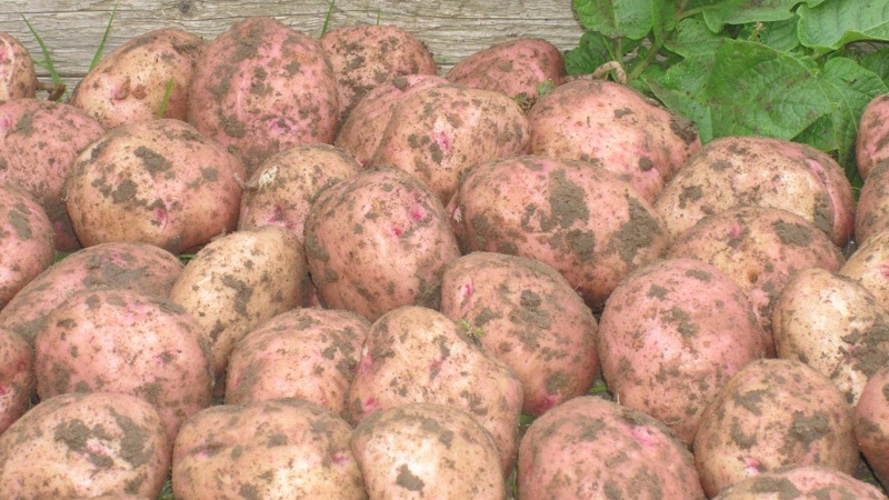 Ilyinsky Kartoffelsorte geeignet für alle Boden- und Klimabedingungen