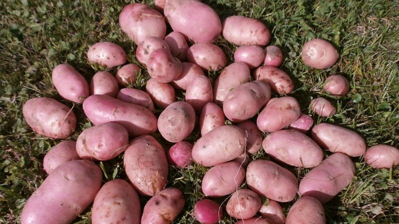 Eine früh reife Sorte Rosar-Kartoffeln für die nördlichen Regionen