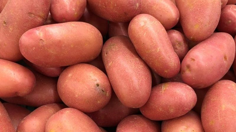 Eine früh reife Sorte Rosar-Kartoffeln für die nördlichen Regionen