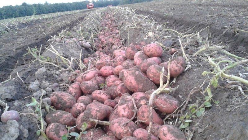 Eine früh reife Sorte Rosar-Kartoffeln für die nördlichen Regionen