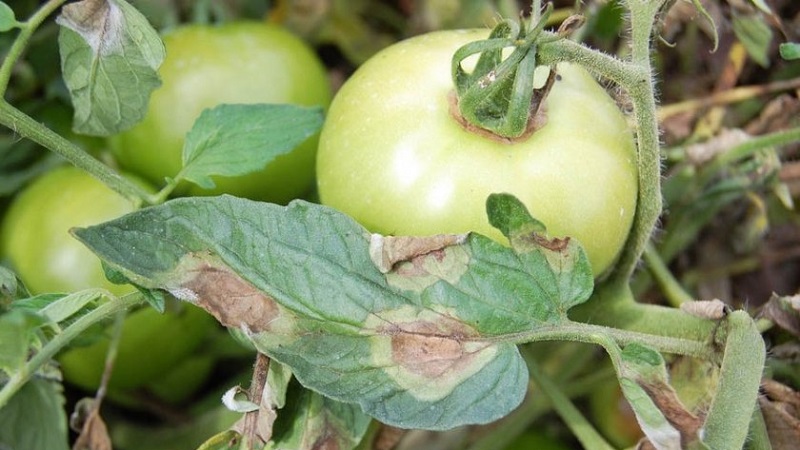 Rettung mit Kupferdraht vor Spätfäule an Tomaten - Mythos oder Realität: vollständige Analyse