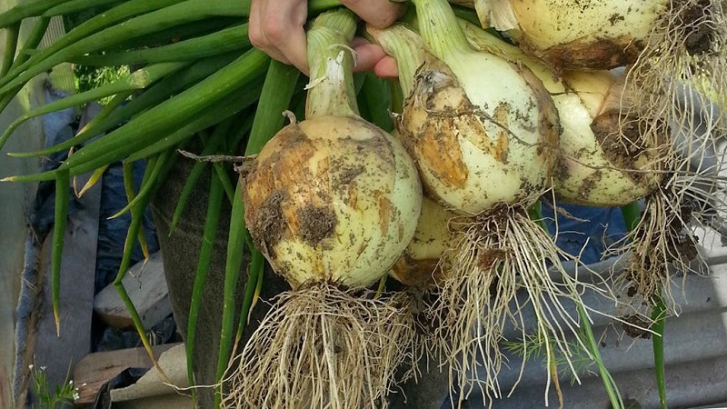 Mittlere Spätzwiebel mit sehr großen Köpfen Exible