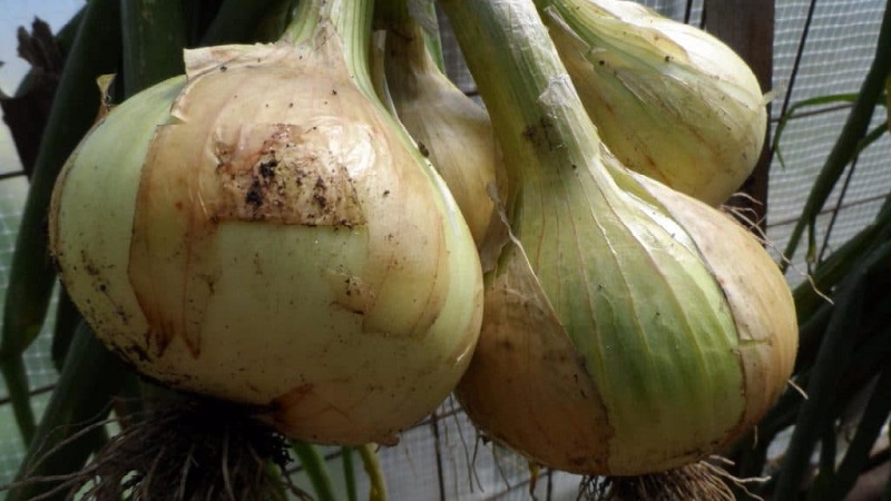 Mittlere Spätzwiebel mit sehr großen Köpfen Exible