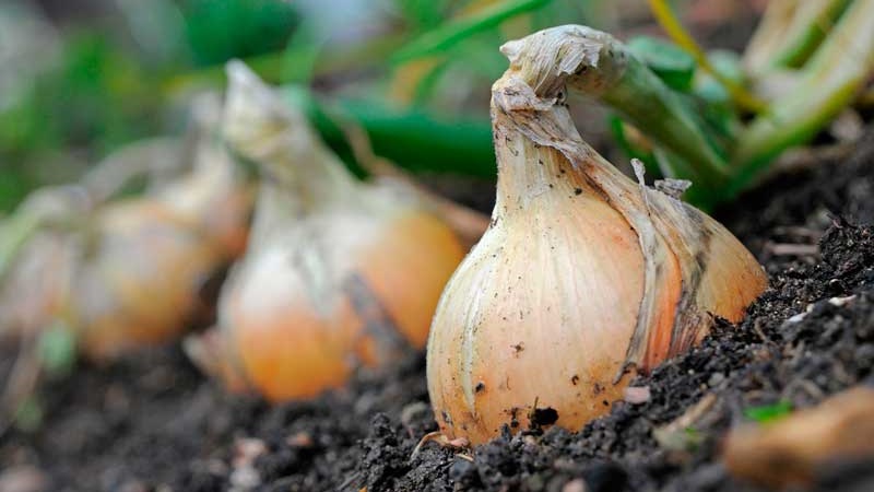 Mittlere Spätzwiebel mit sehr großen Köpfen Exible