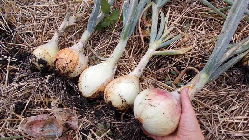 Mittlere Spätzwiebel mit sehr großen Köpfen Exible