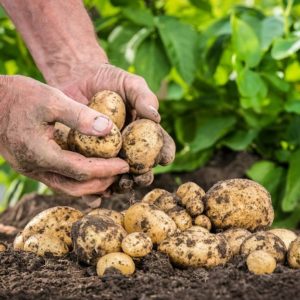 Mittlere frühe ertragreiche Kartoffelsorte mit starker Immunität Belmondo