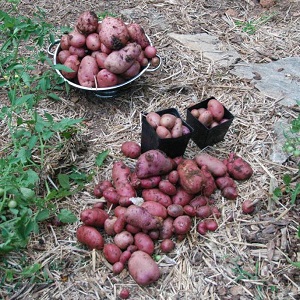 Zwischensaison Kartoffelsorte Ryabinushka mit rosa Schale