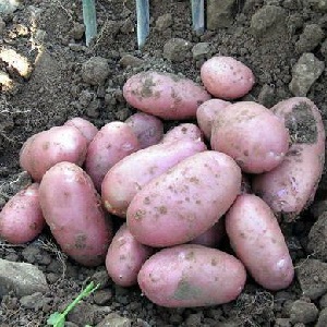 Zwischensaison Kartoffelsorte Ryabinushka mit rosa Schale