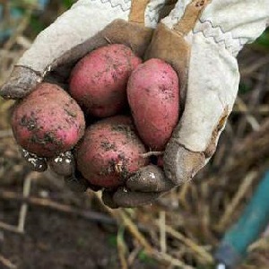 Zwischensaison Kartoffelsorte Ryabinushka mit rosa Schale