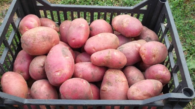 Zwischensaison Kartoffelsorte Ryabinushka mit rosa Schale