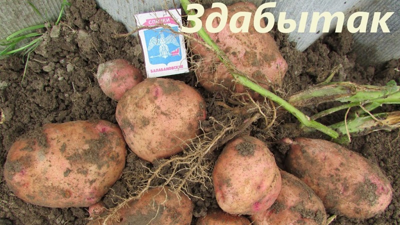 Zwischensaison-Kartoffelsorte Zdabytak mit länglichen ovalen Knollen