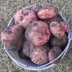 Zwischensaison-Kartoffelsorte Zdabytak mit länglichen ovalen Knollen