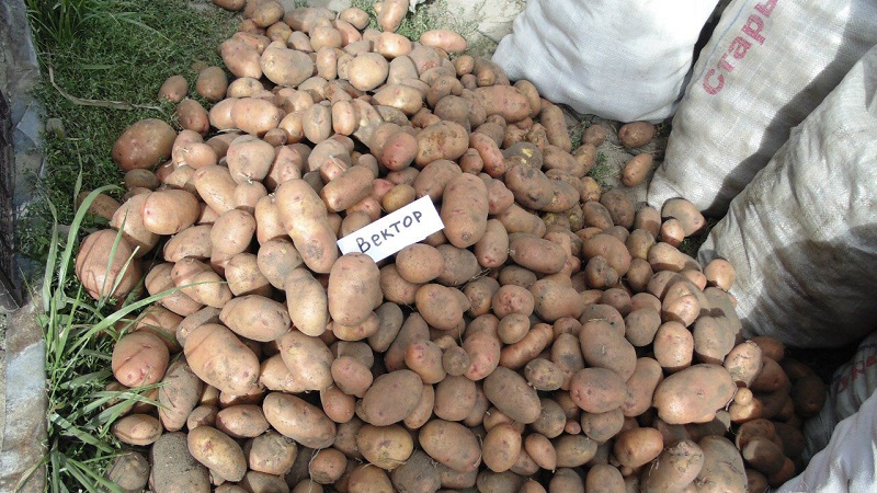 Beständige und produktive Vielfalt an Tafelkartoffeln Vektor von belarussischen Züchtern