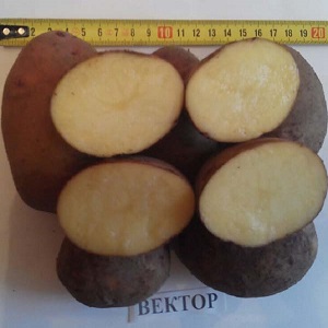 Beständige und produktive Vielfalt an Tafelkartoffeln Vektor von belarussischen Züchtern