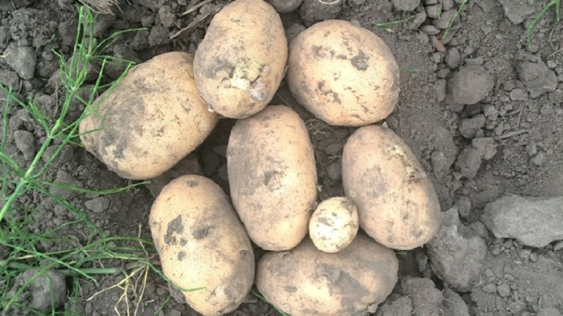 Beständige und produktive Vielfalt an Tafelkartoffeln Vektor von belarussischen Züchtern