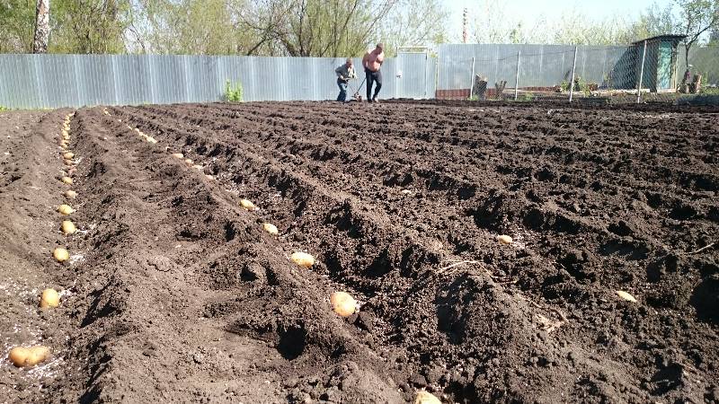 Unprätentiöse Kartoffelsorte Am frühen Morgen: Auch Anfänger können wachsen