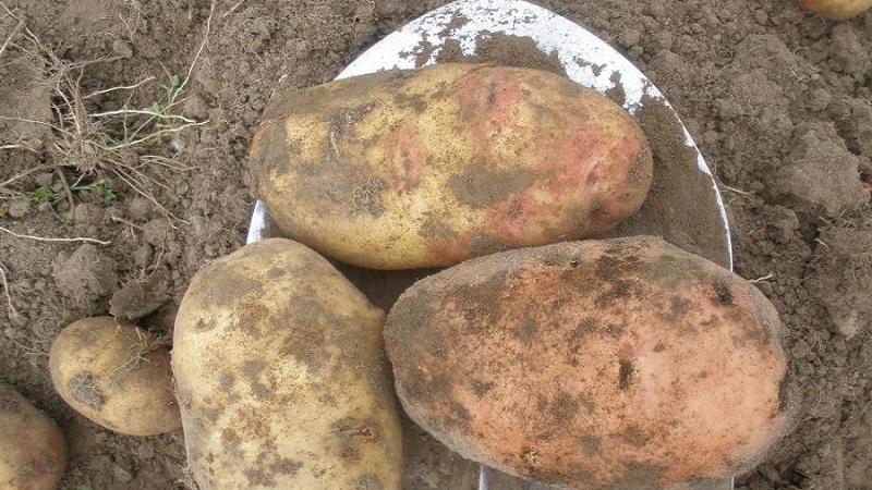 Hochertragreiche Kartoffelsorte Ermak mit rosa Haut