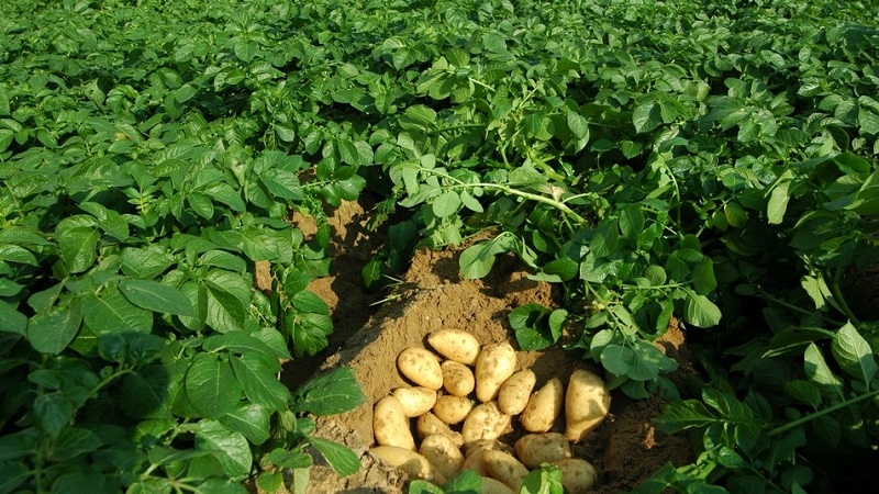 Hochertragreiche Kartoffelsorte Pflegeleichter Landwirt