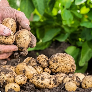 Hochertragreiche Kartoffelsorte Pflegeleichter Landwirt