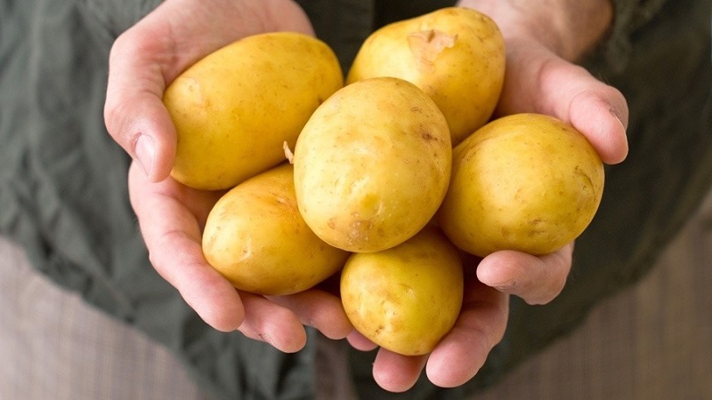 Hochertragreiche Kartoffelsorte Pflegeleichter Landwirt