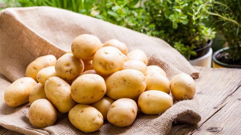 Hochertragreiche Kartoffelsorte Pflegeleichter Landwirt