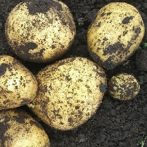 Hochertragreiche Kartoffelsorte Pflegeleichter Landwirt