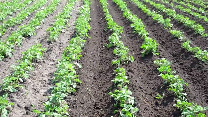 Lebensfähige Kartoffelsorte Blau mit erstaunlichem Geschmack