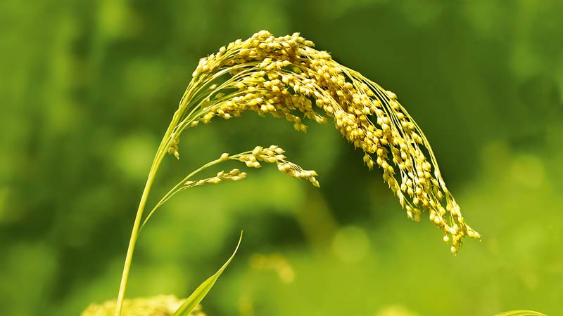 Was ist der Unterschied zwischen Hirse und Weizen und wie verwendet man sie beim Kochen?