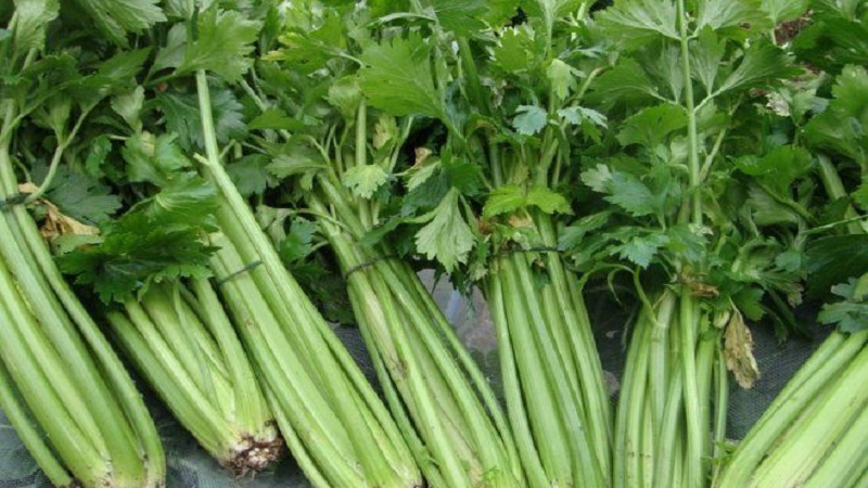 How to grow and use stalked celery for maximum health benefits