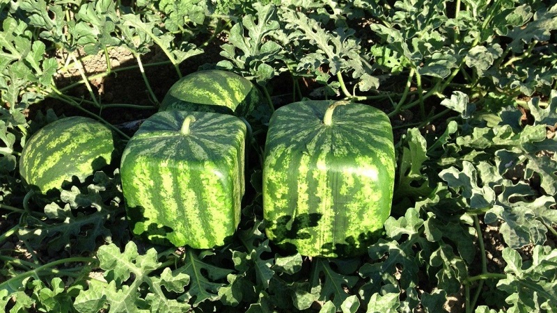 Gibt es quadratische Wassermelonen und wie können Sie selbst eine so ungewöhnliche Ernte anbauen?