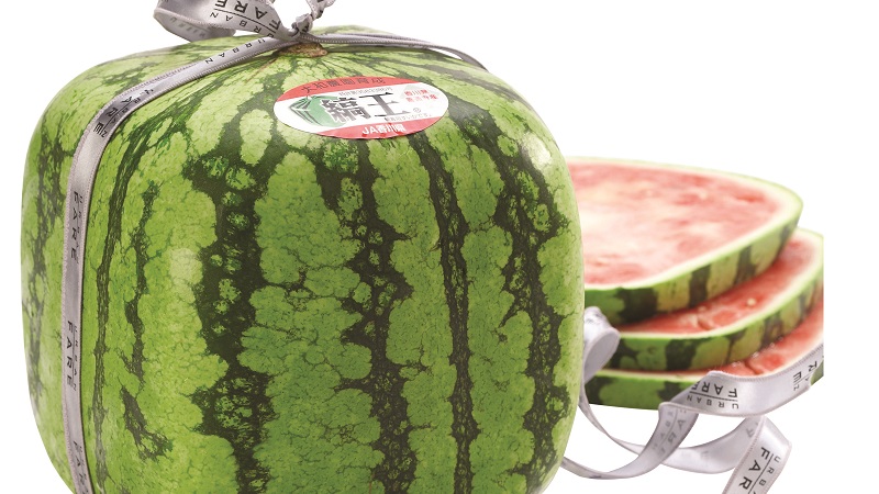 Gibt es quadratische Wassermelonen und wie können Sie selbst eine so ungewöhnliche Ernte anbauen?