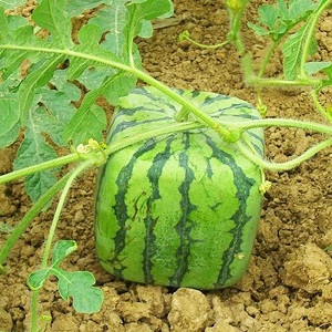 Gibt es quadratische Wassermelonen und wie können Sie selbst eine so ungewöhnliche Ernte anbauen?