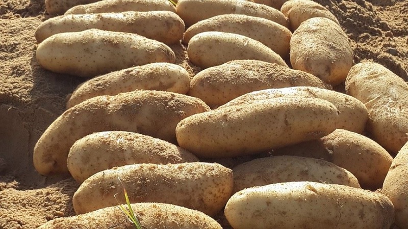 Was ist das für ein Kartoffelbrennholz und gibt es es wirklich?