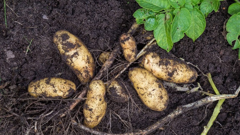 Was ist das für ein Kartoffelbrennholz und gibt es es wirklich?