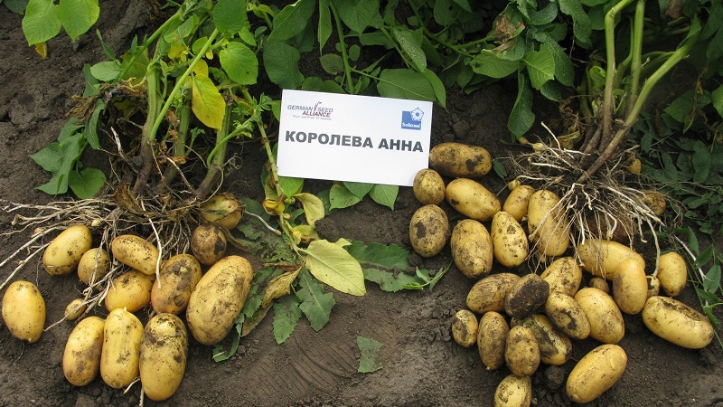 Was für ein Kartoffelbrennholz ist das und gibt es es wirklich?