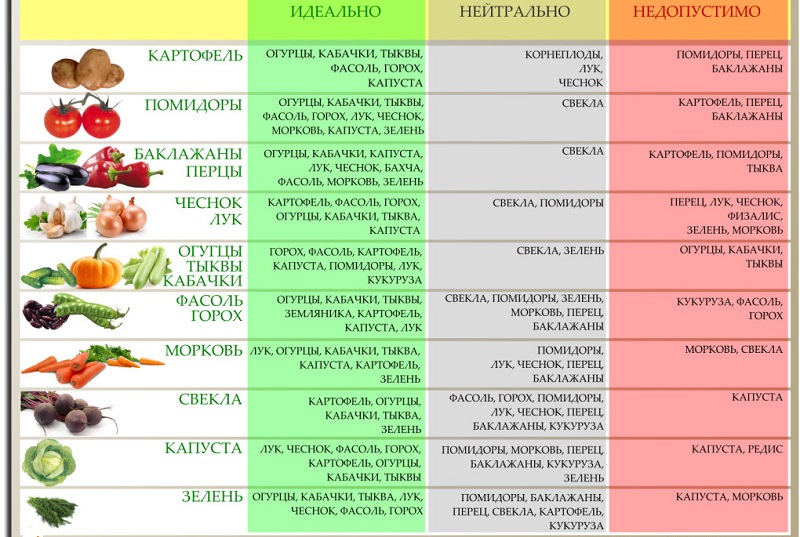 Die Grundlagen der Fruchtfolge von erfahrenen Sommerbewohnern: Was kann nächstes Jahr nach Karotten gepflanzt werden?