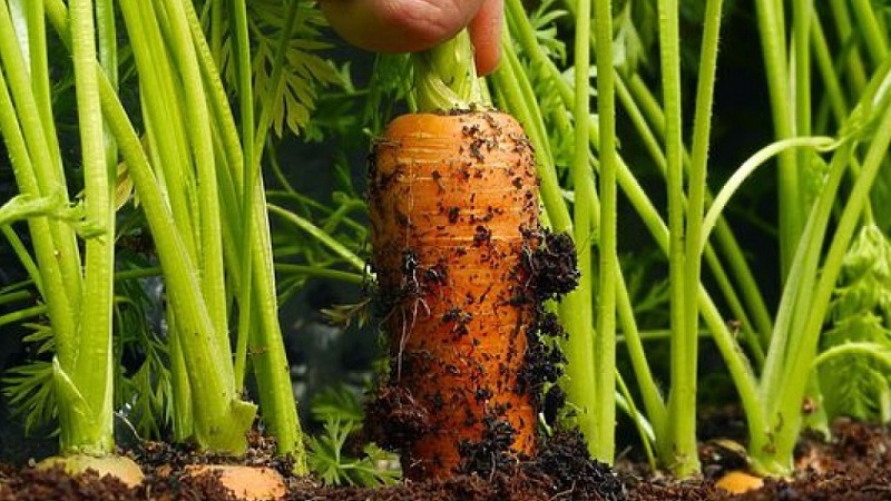 Die Grundlagen der Fruchtfolge von erfahrenen Sommerbewohnern: Was kann nächstes Jahr nach Karotten gepflanzt werden?