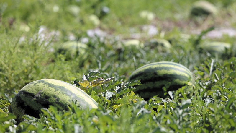 Was ist eine Futterwassermelone, wer wird gefüttert und wie unterscheidet sie sich vom Üblichen?