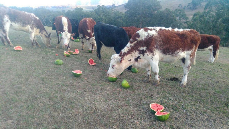 Was ist eine Futterwassermelone, wer wird gefüttert und wie unterscheidet sie sich vom Üblichen?