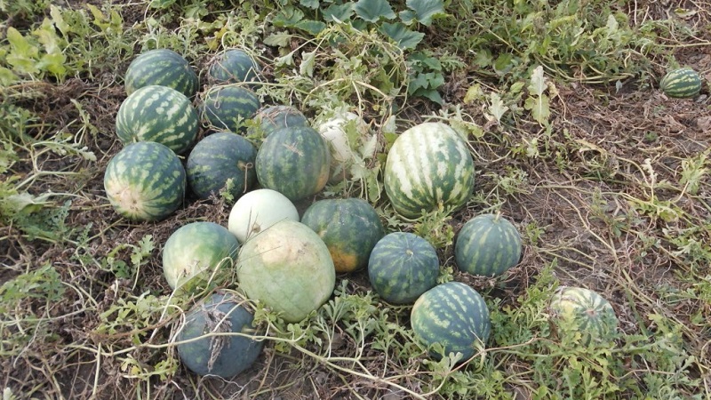 Was ist eine Futterwassermelone, wer wird gefüttert und wie unterscheidet sie sich vom Üblichen?